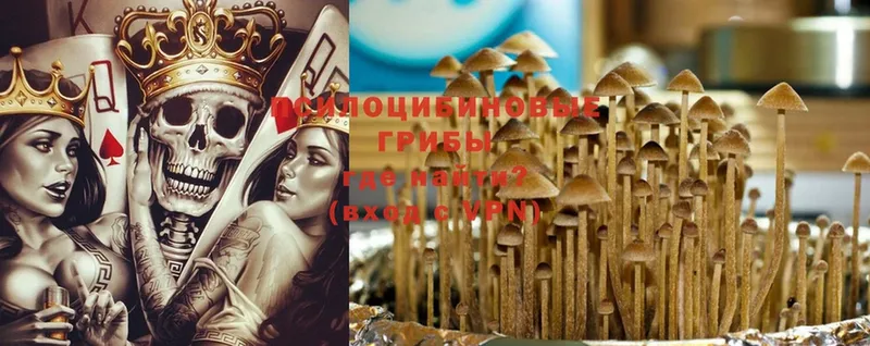 Галлюциногенные грибы Psilocybe  Абаза 